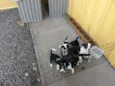 6 filhotinhos