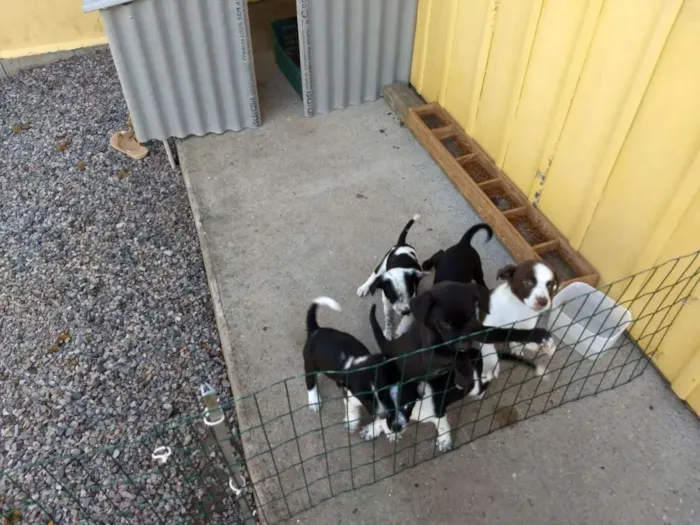 Cachorro ra a Vira lata idade Abaixo de 2 meses nome 6 filhotinhos