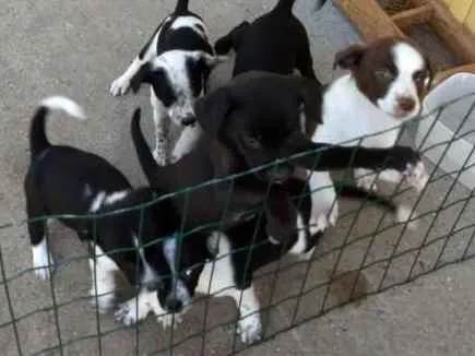 Cachorro ra a Vira lata idade Abaixo de 2 meses nome 6 filhotinhos