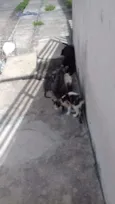 Macho e fêmea