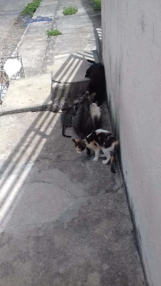 Gato raça  idade 2 a 6 meses nome Macho e fêmea