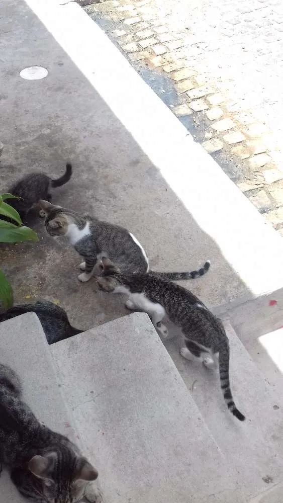 Gato raça  idade 2 a 6 meses nome Macho e fêmea