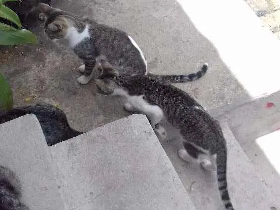 Gato raça  idade 2 a 6 meses nome Macho e fêmea