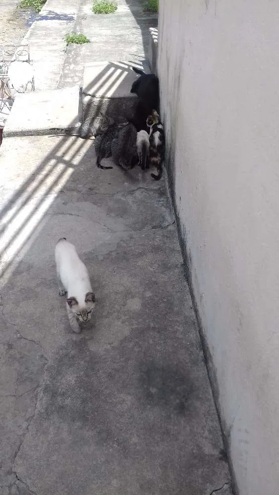 Gato raça  idade 2 a 6 meses nome Macho e fêmea