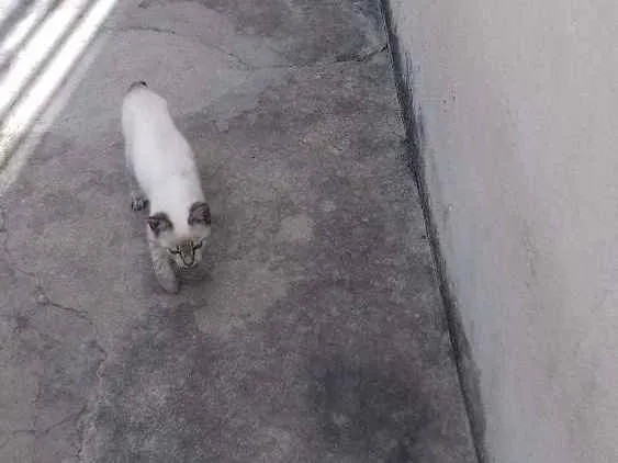 Gato raça  idade 2 a 6 meses nome Macho e fêmea