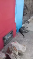 Macho e fêmea