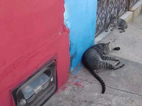 Gato raça  idade 2 a 6 meses nome Macho e fêmea