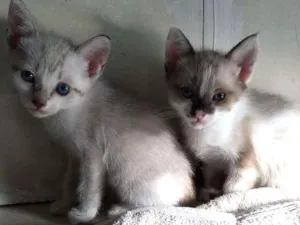 Gato raça Vira-Lata idade 2 a 6 meses nome (Sem Nome)