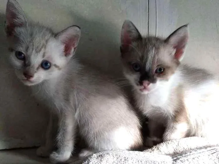 Gato ra a Vira-Lata idade 2 a 6 meses nome (Sem Nome)