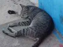 Gato raça  idade 2 a 6 meses nome Macho e fêmea