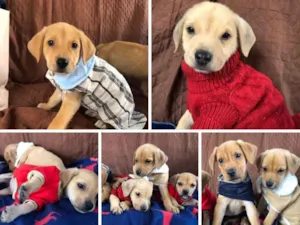 Cachorro raça SRD  idade  nome Família Real