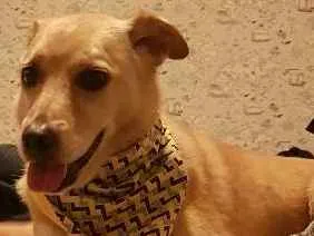 Cachorro raça SRD idade 5 anos nome FRED