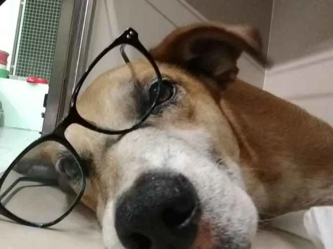 Cachorro ra a Sem raça idade 6 ou mais anos nome Amarelo