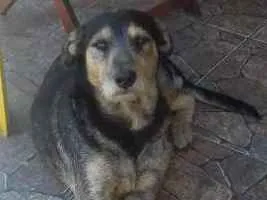 Cachorro raça SRD idade 2 anos nome benjamim
