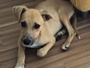 Cachorro raça SRD idade 2 a 6 meses nome Dani
