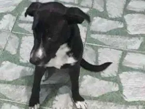 Cachorro raça Bulldog com Pitbull idade 7 a 11 meses nome Zayra