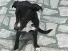 Cachorro raça Bulldog com Pitbull idade 7 a 11 meses nome Zayra