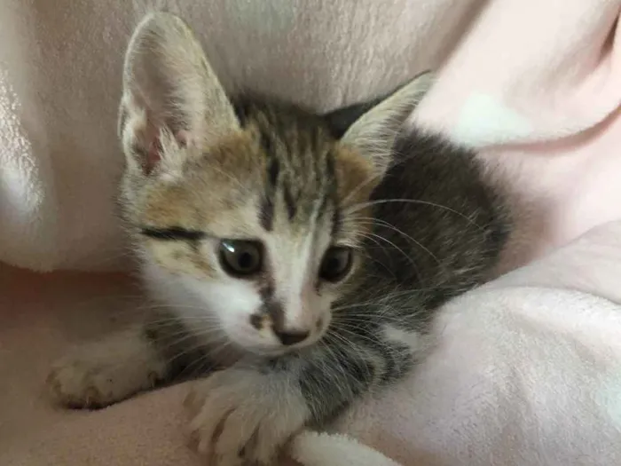 Gato ra a SRD idade Abaixo de 2 meses nome CHÈRIE