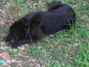 Cachorro raça Collie(mestiça) idade 1 ano nome Saori