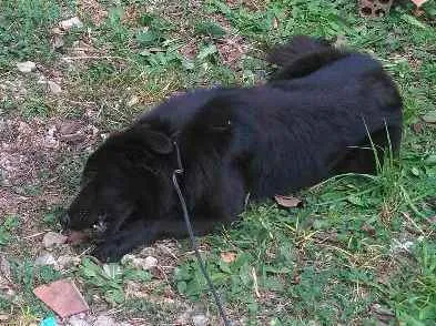 Cachorro ra a Collie(mestiça) idade 1 ano nome Saori