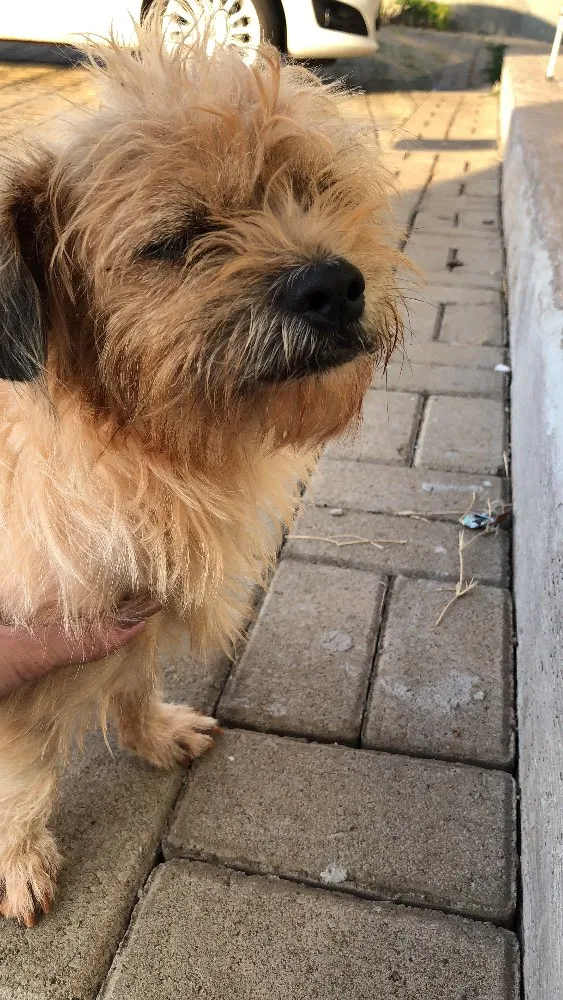 Cachorro ra a  idade  nome Dei o nome de Xico 