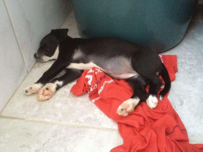 Cachorro raça  idade Abaixo de 2 meses nome Peppa