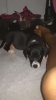 Peppa