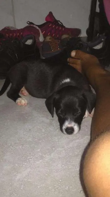 Cachorro raça  idade Abaixo de 2 meses nome Peppa