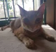 Bob