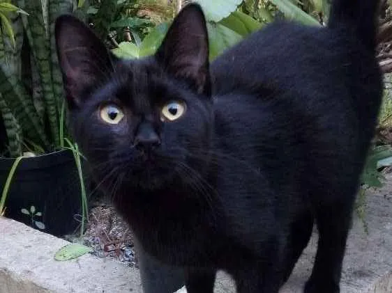 Gato ra a - idade  nome -