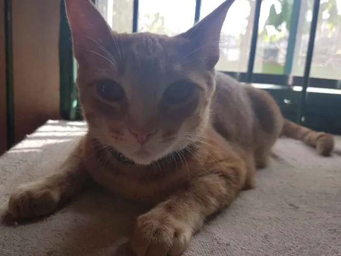 Gato ra a nd idade 1 ano nome Bob