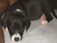 Peppa