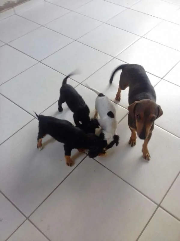 Cachorro ra a vira lata idade 2 a 6 meses nome VIRA LATA