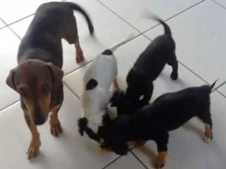 Cachorro ra a vira lata idade 2 a 6 meses nome VIRA LATA