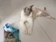 Tom