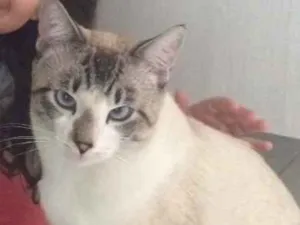 Gato raça  idade  nome Tom