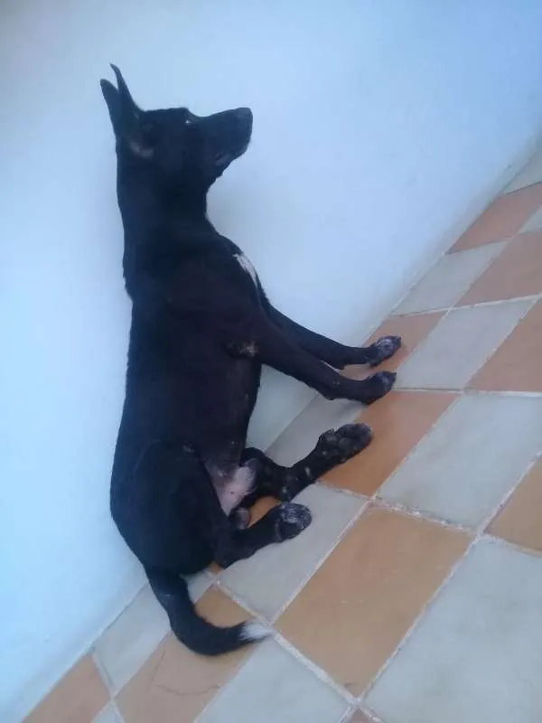 Cachorro raça Pastor Belga/mistiço idade 3 anos nome Bruce