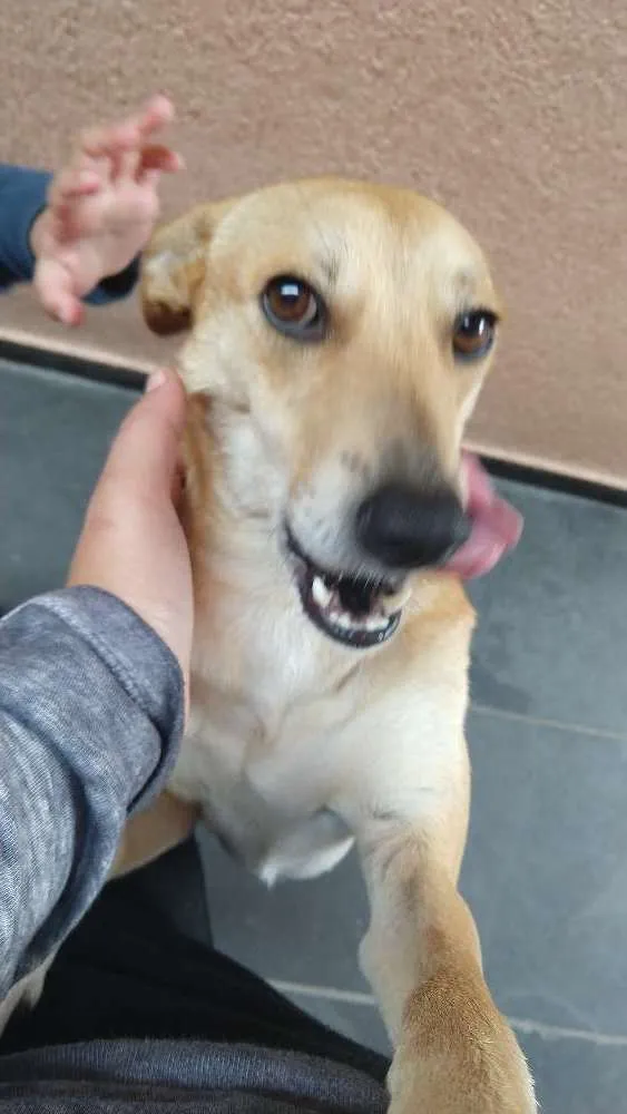 Cachorro ra a Vira- lata idade 2 anos nome Brenda