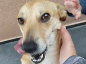 Cachorro raça Vira- lata idade 2 anos nome Brenda