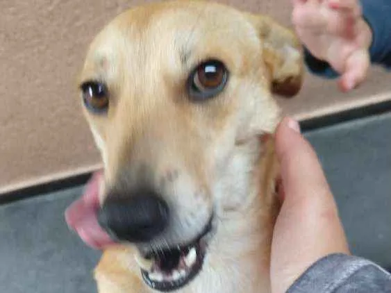 Cachorro ra a Vira- lata idade 2 anos nome Brenda