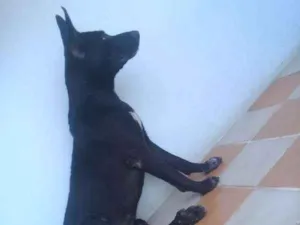 Cachorro raça Pastor Belga/mistiço idade 3 anos nome Bruce