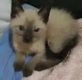 Fofuras