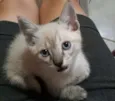 Fofuras