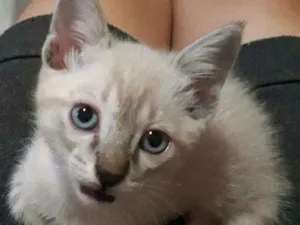 Gato raça SRD idade Abaixo de 2 meses nome Fofuras
