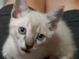 Fofuras