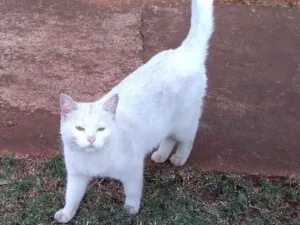 Gato raça SRD idade 7 a 11 meses nome Branquinha