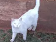 Branquinha