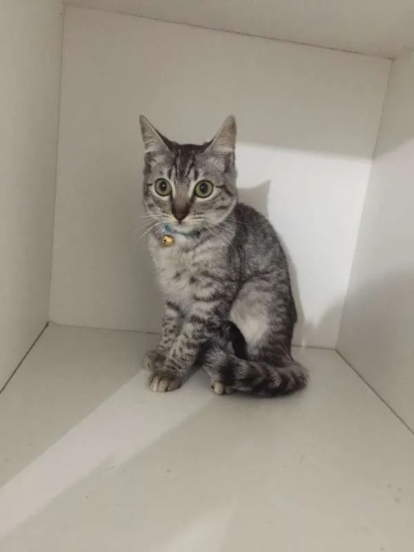Gato ra a srd idade 2 a 6 meses nome Pepe