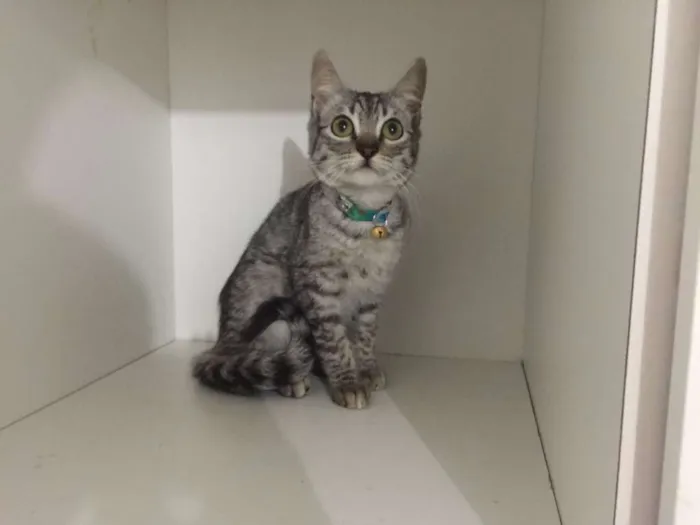 Gato ra a srd idade 2 a 6 meses nome Pepe