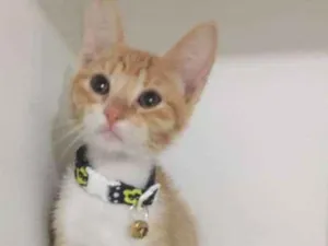 Gato raça srd idade 2 a 6 meses nome Romeu 
